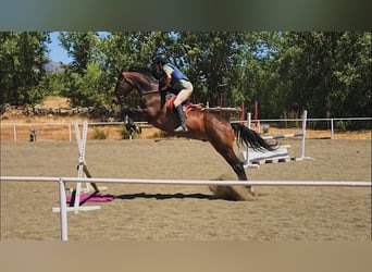 Spanisches Sportpferd, Wallach, 17 Jahre, 166 cm, Brauner