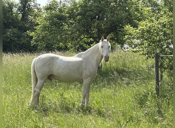 Spanisches Sportpferd Mix, Wallach, 18 Jahre, 157 cm, Cremello