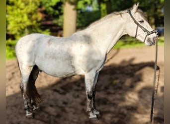 Spanisches Sportpferd, Wallach, 18 Jahre, 161 cm, Schimmel
