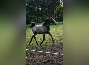 Spanisches Sportpferd, Wallach, 1 Jahr, 150 cm, Fliegenschimmel