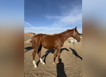 Spanisches Sportpferd, Wallach, 1 Jahr, Fuchs