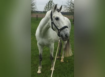 Spanisches Sportpferd, Wallach, 20 Jahre, 162 cm, Braunfalbschimmel