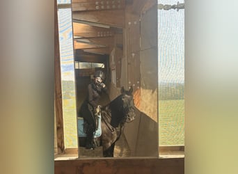 Spanisches Sportpferd, Wallach, 23 Jahre, 150 cm, Schwarzbrauner
