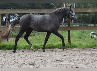 Spanisches Sportpferd, Wallach, 2 Jahre, 138 cm, Schimmel