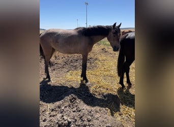 Spanisches Sportpferd, Wallach, 2 Jahre, Schimmel