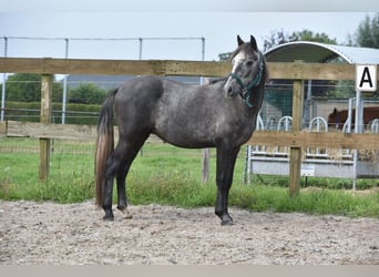 Spanisches Sportpferd, Wallach, 3 Jahre, 140 cm, Schimmel