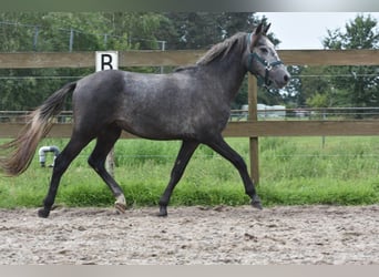 Spanisches Sportpferd, Wallach, 3 Jahre, 140 cm, Schimmel