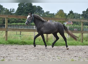 Spanisches Sportpferd, Wallach, 3 Jahre, 140 cm, Schimmel