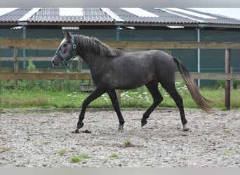 Spanisches Sportpferd, Wallach, 3 Jahre, 140 cm, Schimmel