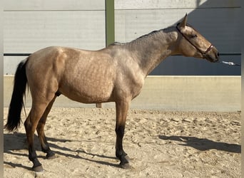 Spanisches Sportpferd, Wallach, 3 Jahre, 158 cm, Falbe