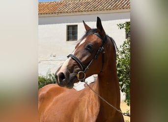 Spanisches Sportpferd, Wallach, 3 Jahre, 160 cm, Brauner