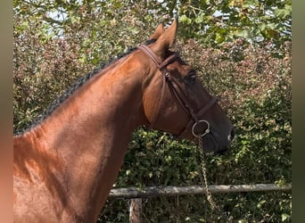 Spanisches Sportpferd, Wallach, 3 Jahre, 162 cm, Brauner
