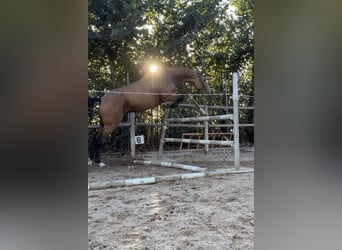 Spanisches Sportpferd, Wallach, 3 Jahre, 162 cm, Falbe