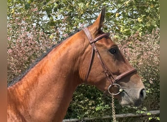 Spanisches Sportpferd, Wallach, 3 Jahre, 164 cm, Brauner