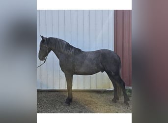 Spanisches Sportpferd Mix, Wallach, 3 Jahre, 165 cm, Apfelschimmel