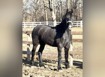 Spanisches Sportpferd Mix, Wallach, 3 Jahre, 165 cm, Apfelschimmel