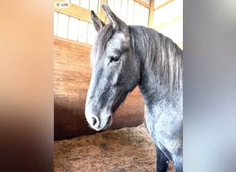 Spanisches Sportpferd Mix, Wallach, 3 Jahre, 165 cm, Apfelschimmel