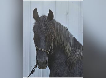 Spanisches Sportpferd Mix, Wallach, 3 Jahre, 165 cm, Apfelschimmel
