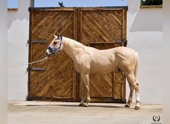 Spanisches Sportpferd, Wallach, 3 Jahre, 169 cm, Palomino