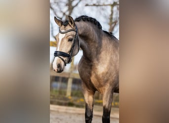 Spanisches Sportpferd, Wallach, 4 Jahre, 154 cm, Buckskin