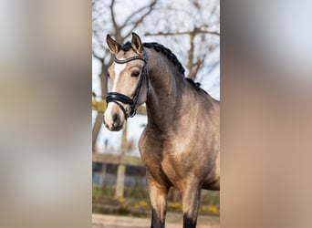 Spanisches Sportpferd, Wallach, 4 Jahre, 154 cm, Buckskin