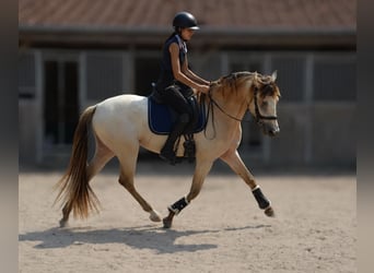 Spanisches Sportpferd Mix, Wallach, 4 Jahre, 156 cm, Champagne