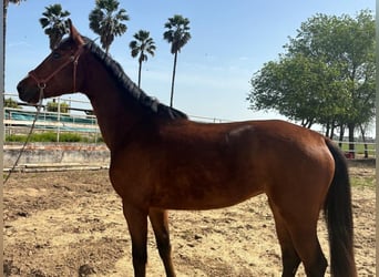 Spanisches Sportpferd, Wallach, 4 Jahre, 158 cm, Brauner