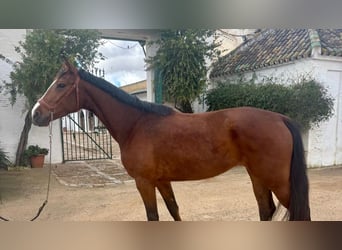 Spanisches Sportpferd, Wallach, 4 Jahre, 158 cm, Brauner