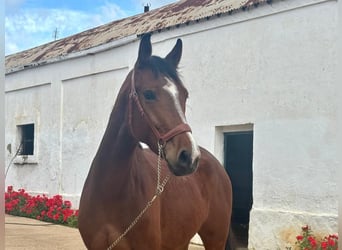 Spanisches Sportpferd, Wallach, 4 Jahre, 158 cm, Brauner