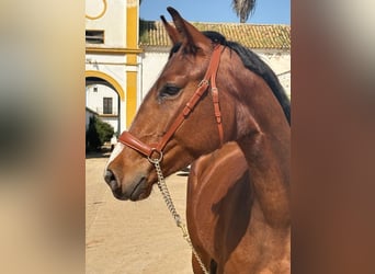 Spanisches Sportpferd, Wallach, 4 Jahre, 158 cm, Brauner