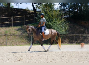 Spanisches Sportpferd, Wallach, 4 Jahre, 158 cm, Schimmel
