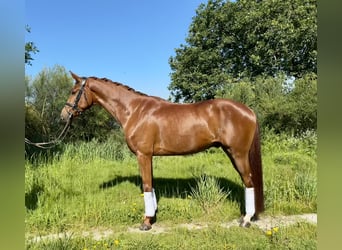 Spanisches Sportpferd, Wallach, 4 Jahre, 159 cm, Fuchs