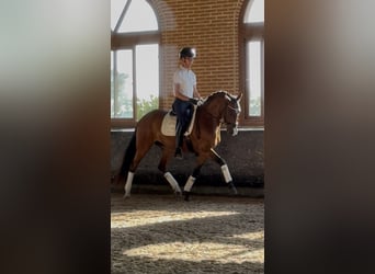 Spanisches Sportpferd, Wallach, 4 Jahre, 160 cm, Brauner