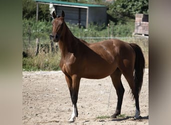 Spanisches Sportpferd, Wallach, 4 Jahre, 160 cm, Brauner