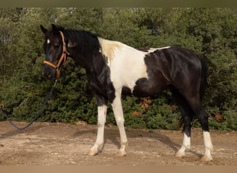 Spanisches Sportpferd, Wallach, 4 Jahre, 160 cm, Tovero-alle-Farben