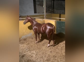 Spanisches Sportpferd, Wallach, 4 Jahre, 162 cm, Fuchs