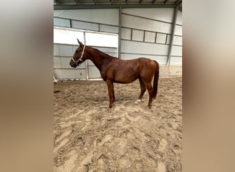 Spanisches Sportpferd, Wallach, 4 Jahre, 163 cm, Fuchs