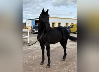 Spanisches Sportpferd, Wallach, 4 Jahre, 164 cm, Rappe