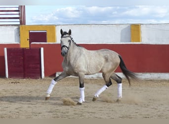 Spanisches Sportpferd, Wallach, 4 Jahre, 166 cm, Apfelschimmel