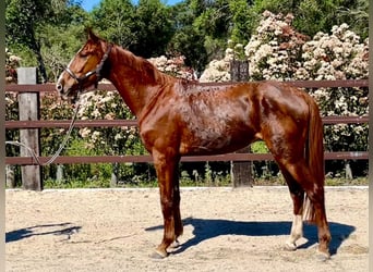 Spanisches Sportpferd, Wallach, 4 Jahre, 166 cm, Fuchs