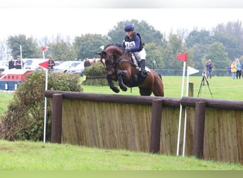 Spanisches Sportpferd, Wallach, 4 Jahre, 166 cm, Fuchs