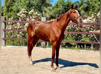 Spanisches Sportpferd, Wallach, 4 Jahre, 166 cm, Fuchs