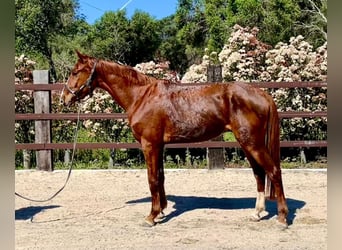 Spanisches Sportpferd, Wallach, 4 Jahre, 166 cm, Fuchs
