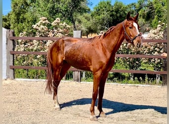 Spanisches Sportpferd, Wallach, 4 Jahre, 166 cm, Fuchs
