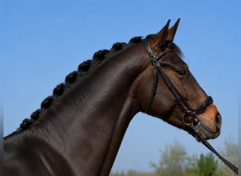 Spanisches Sportpferd, Wallach, 4 Jahre, 170 cm, Dunkelbrauner