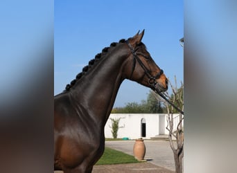 Spanisches Sportpferd, Wallach, 4 Jahre, 170 cm, Dunkelbrauner