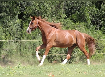 Spanisches Sportpferd, Wallach, 4 Jahre, 175 cm, Fuchs