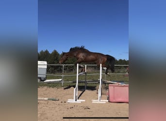 Spanisches Sportpferd, Wallach, 4 Jahre, 178 cm, Brauner