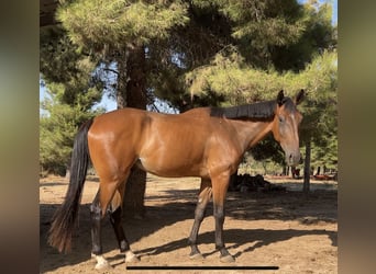 Spanisches Sportpferd, Wallach, 4 Jahre, 178 cm, Brauner