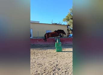 Spanisches Sportpferd, Wallach, 4 Jahre, Dunkelbrauner